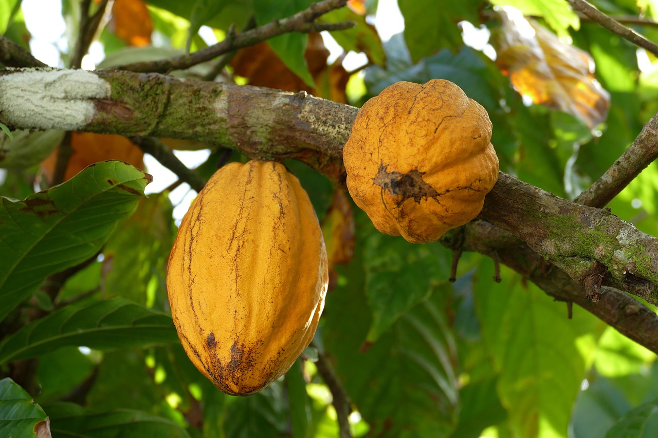 martinique-4900895_1280